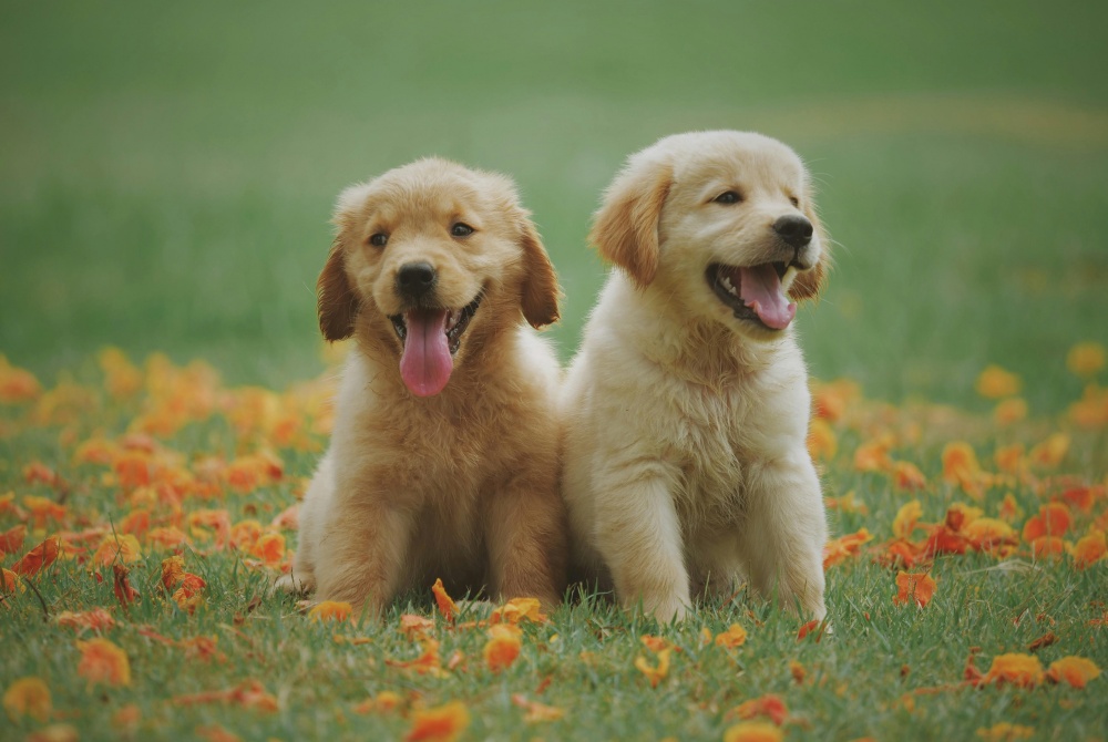犬と人の信頼