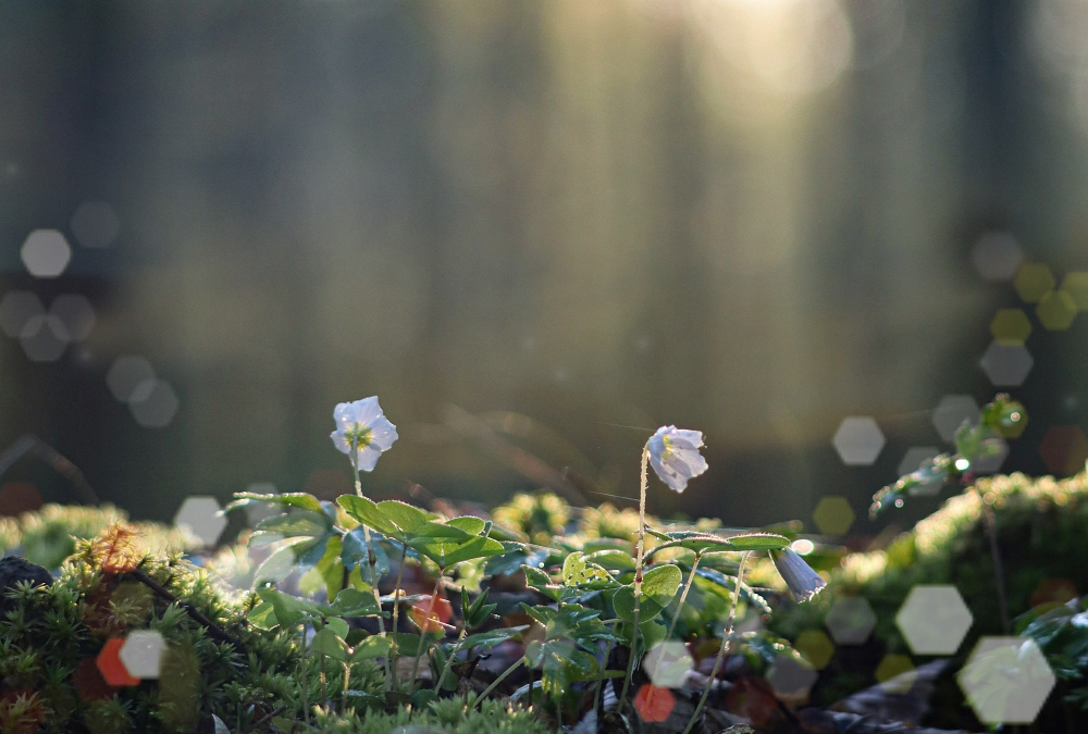 野の花