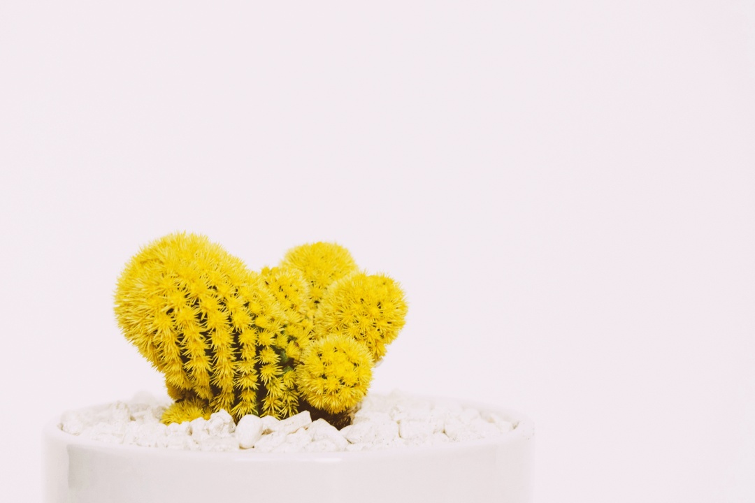 芽吹きの写真