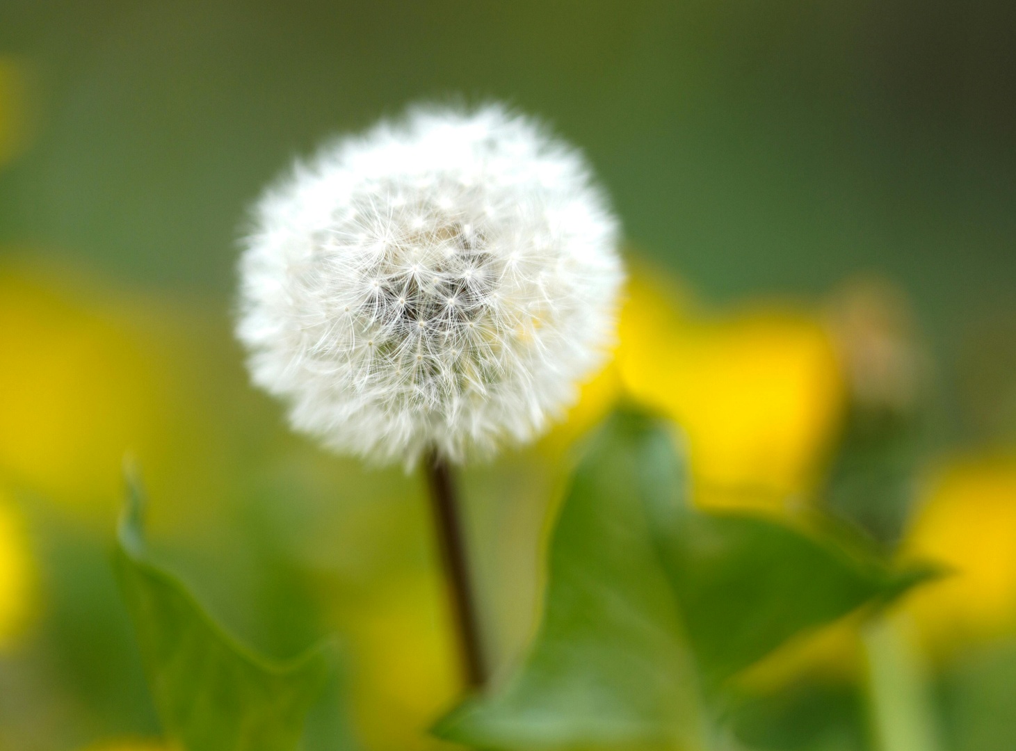 綿毛になったタンポポ