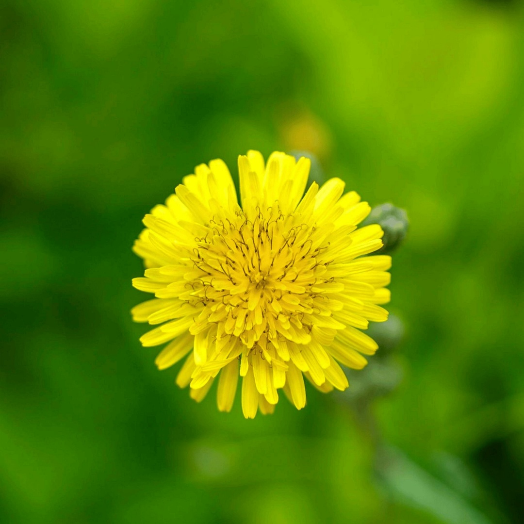 穀雨のタンポポ