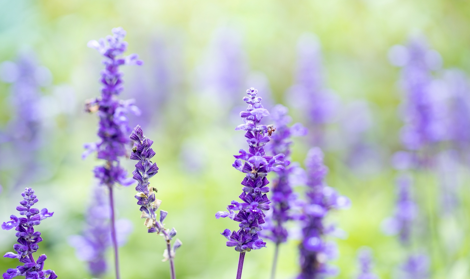 春分のラベンダー